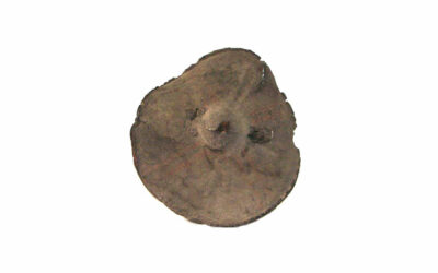 Hippo Skin Shield